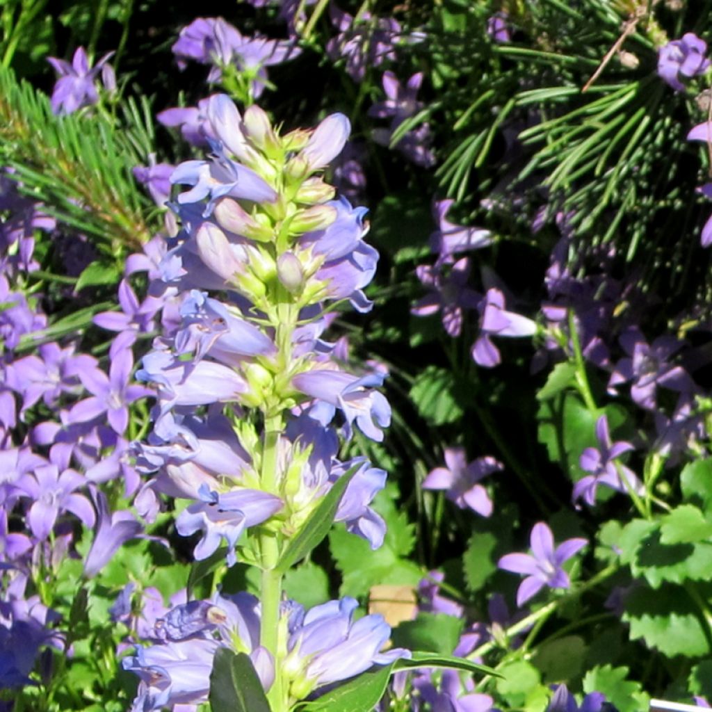 Penstemon virgatus Blue Buckle - Campanita