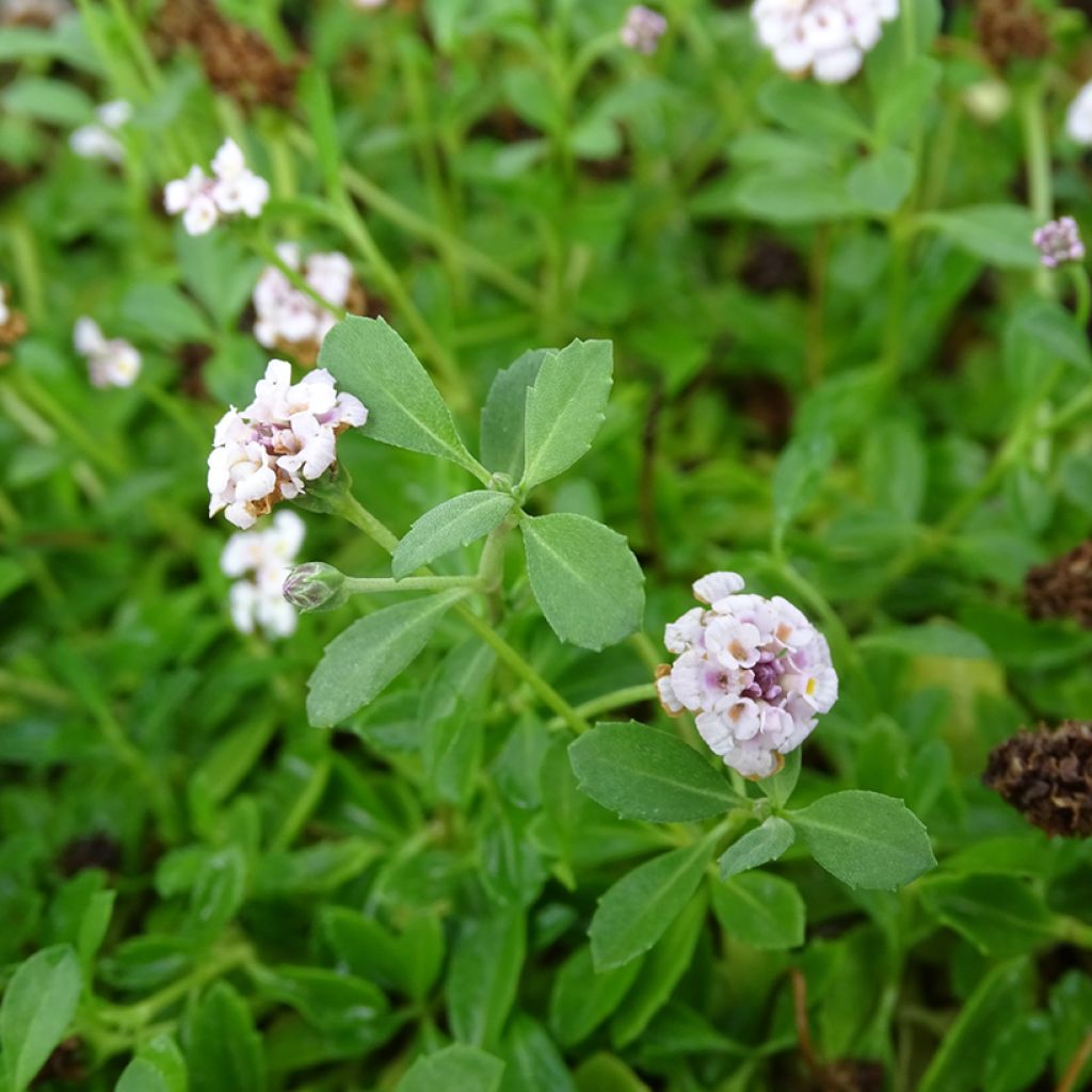 Phyla nodiflora