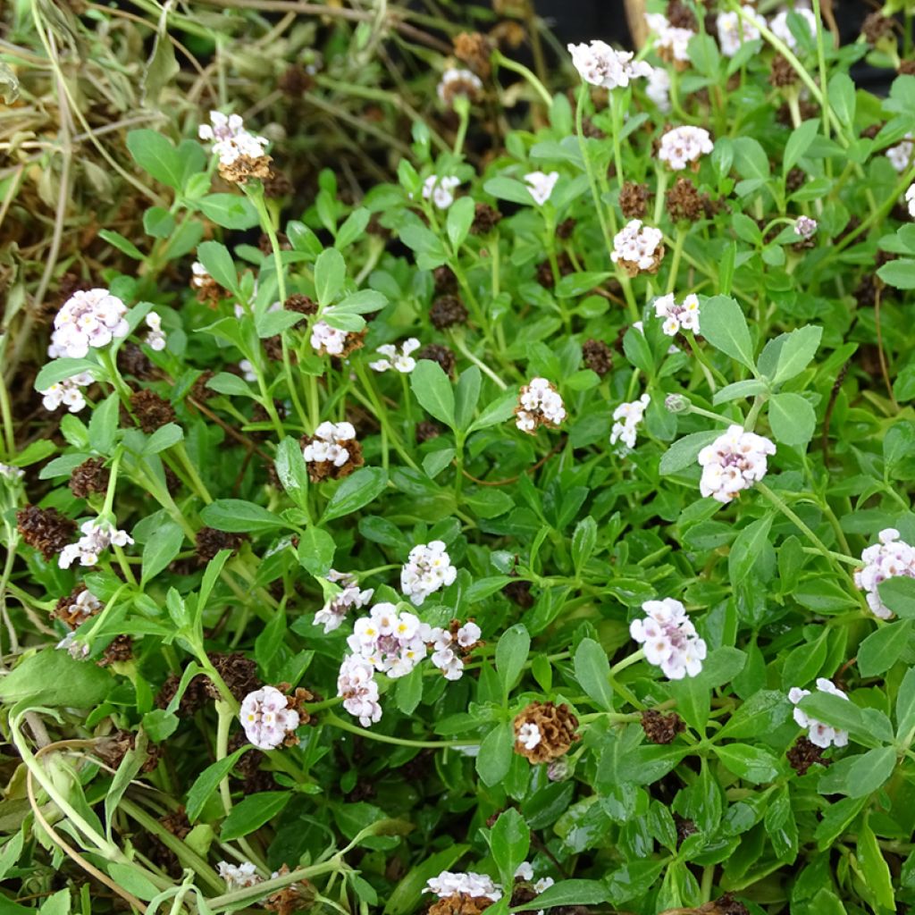 Phyla nodiflora