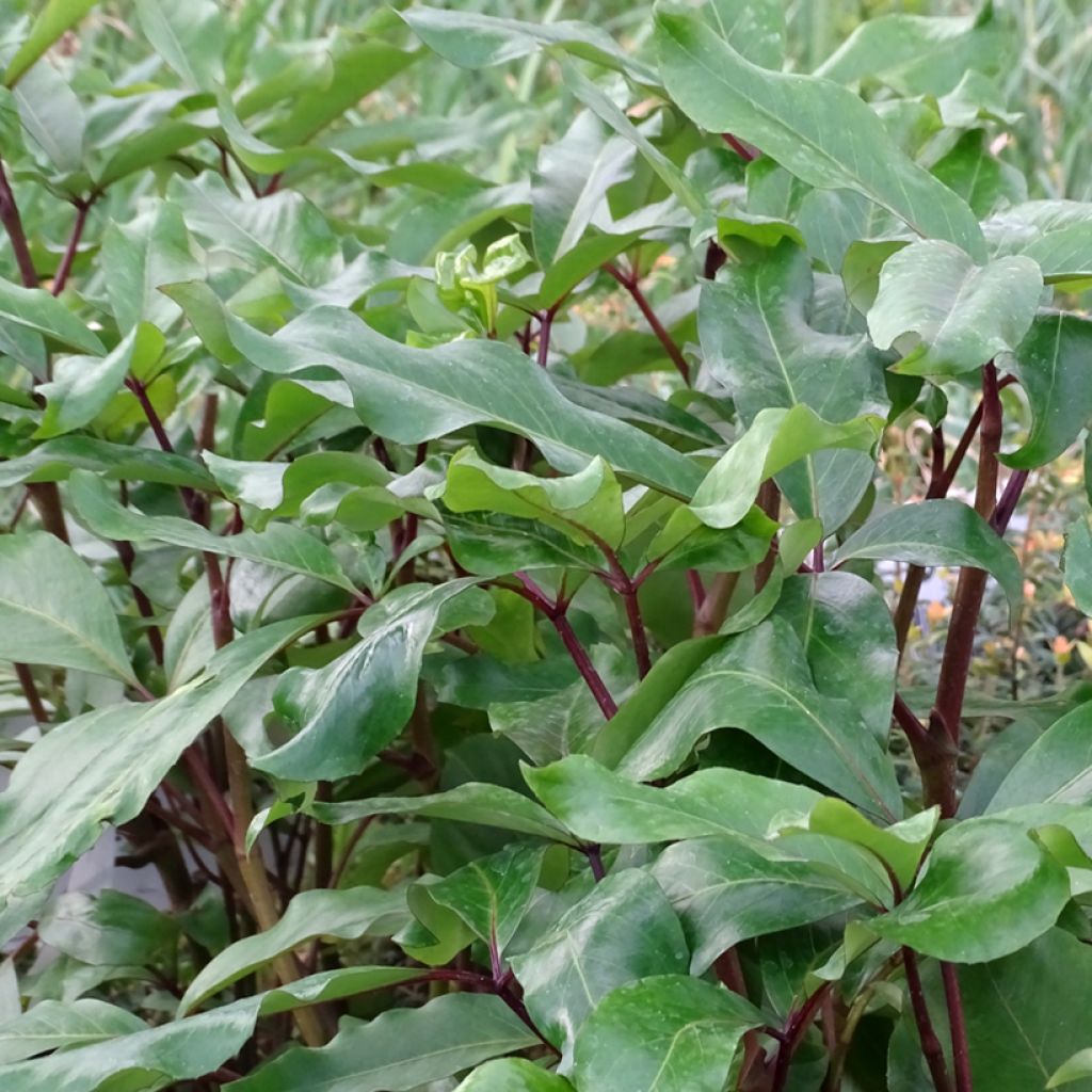 Pseudopanax laetus