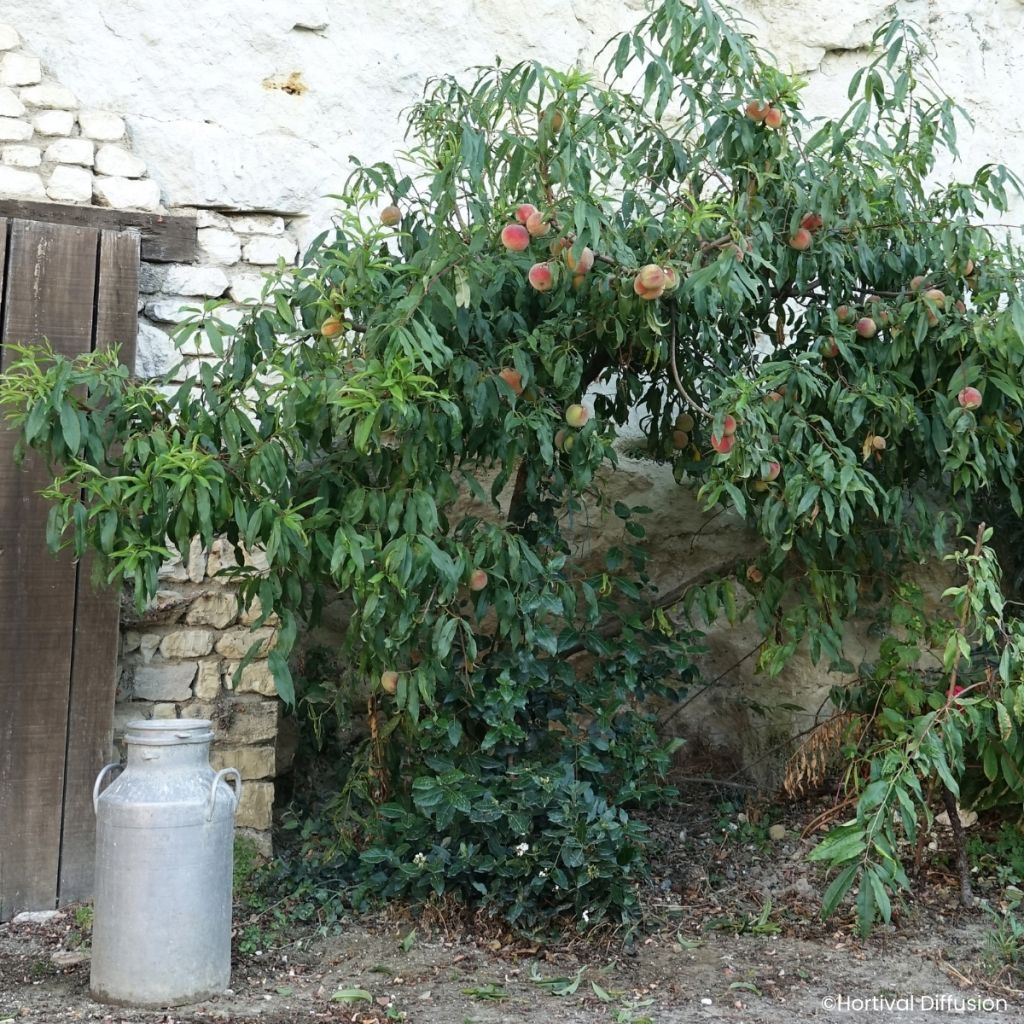 Melocotonero Golden Caesar