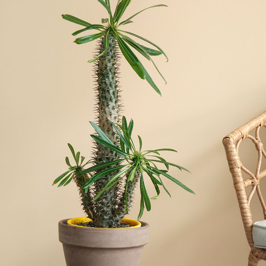 Palmera de madagascar - Pachypodium lamerei