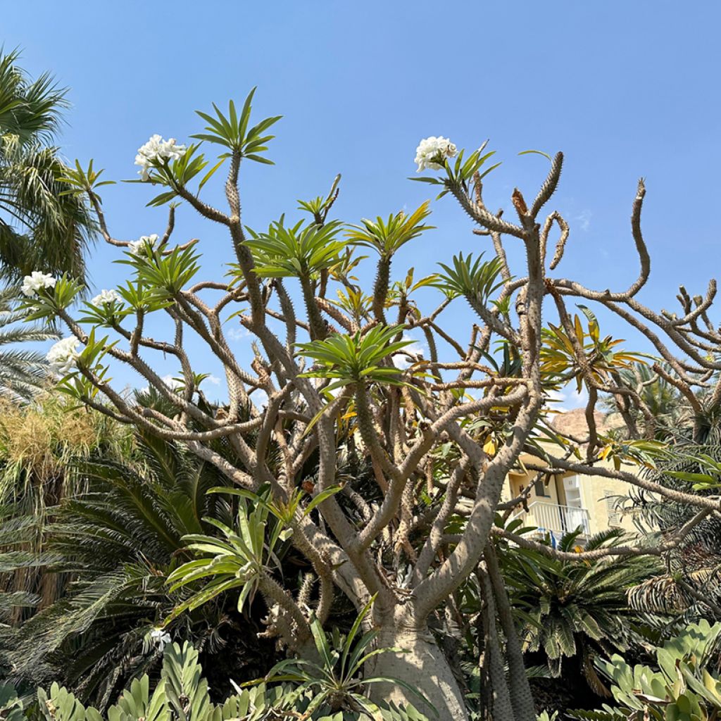 Palmera de madagascar - Pachypodium lamerei