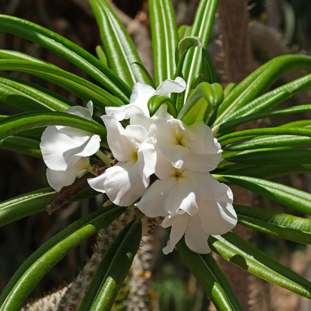 Palmera de madagascar - Pachypodium lamerei