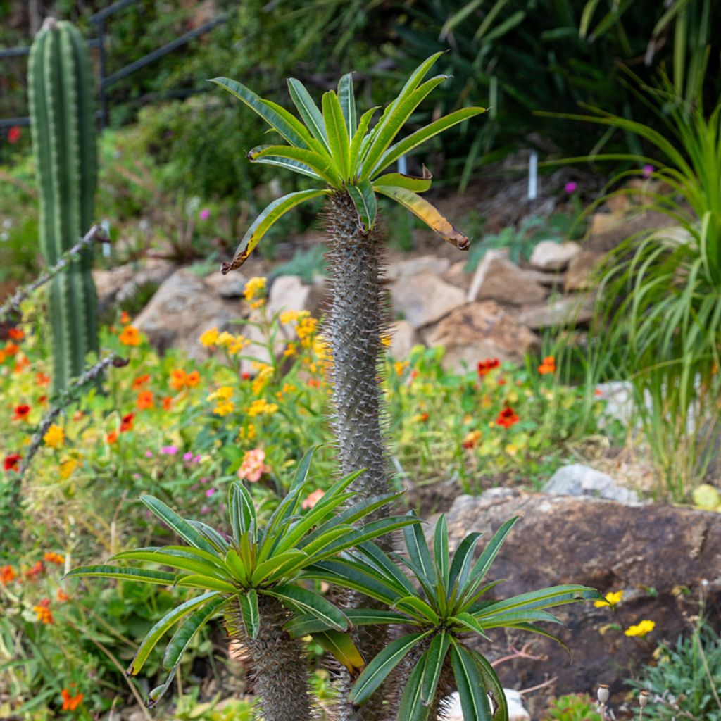 Palmera de madagascar - Pachypodium lamerei