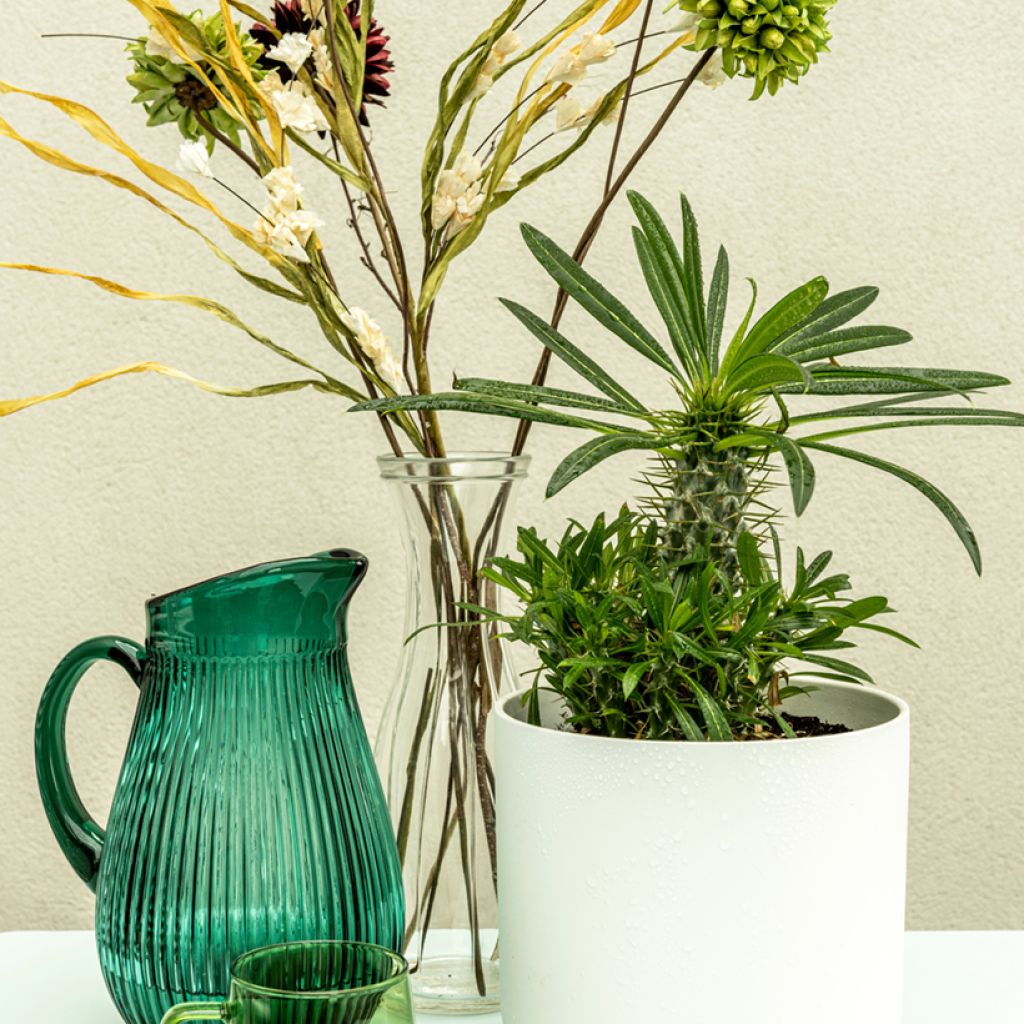 Palmera de madagascar - Pachypodium lamerei