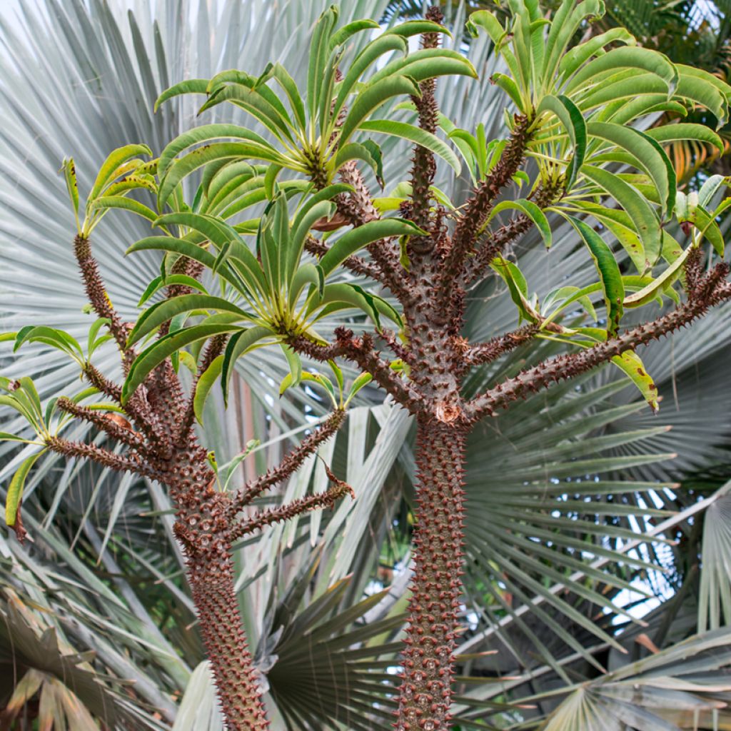 Palmera de madagascar - Pachypodium lamerei
