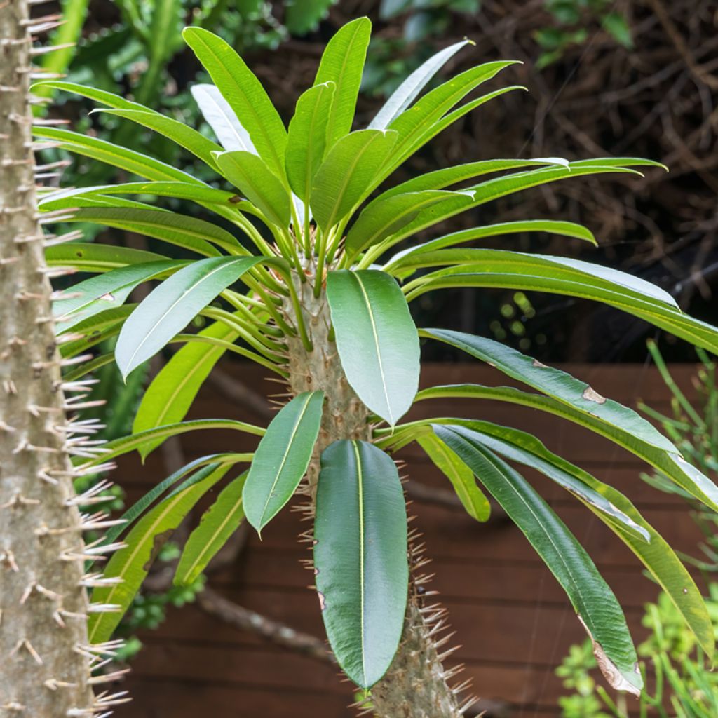Palmera de madagascar - Pachypodium lamerei