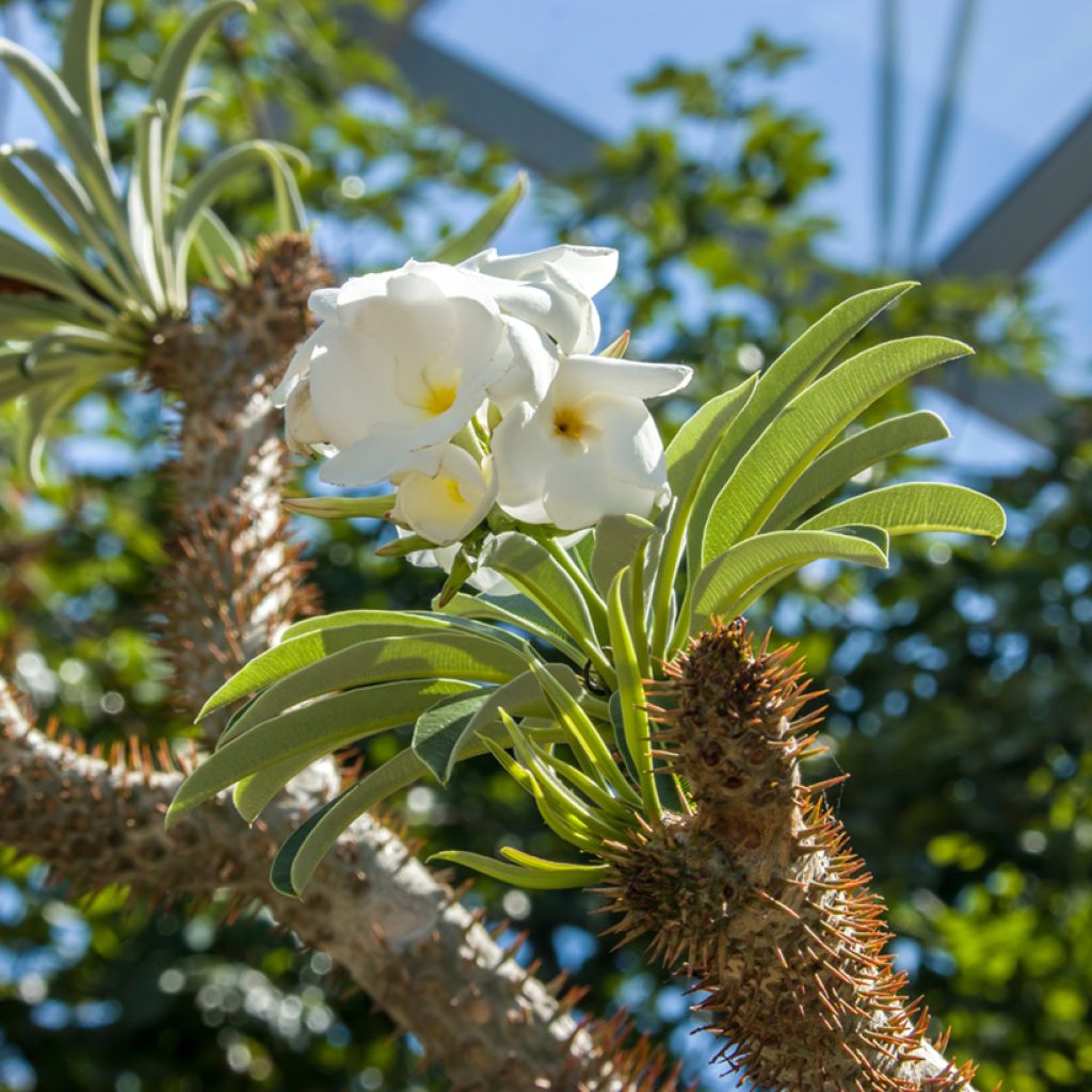 Palmera de madagascar - Pachypodium lamerei