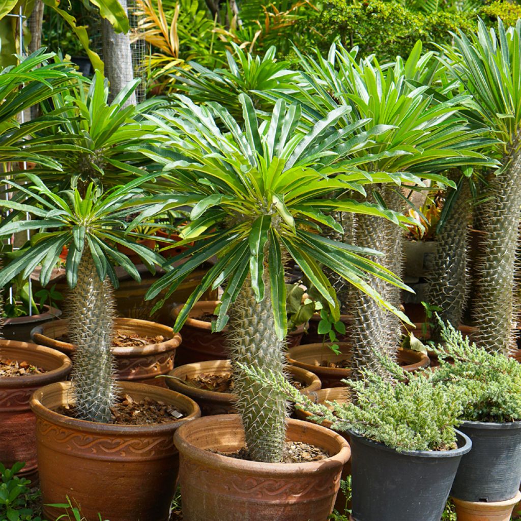Palmera de madagascar - Pachypodium lamerei