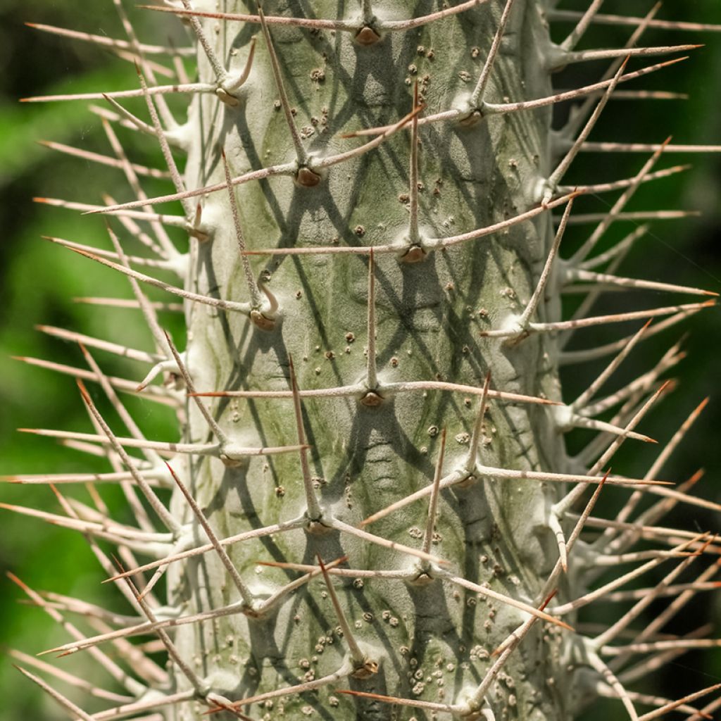 Palmera de madagascar - Pachypodium lamerei