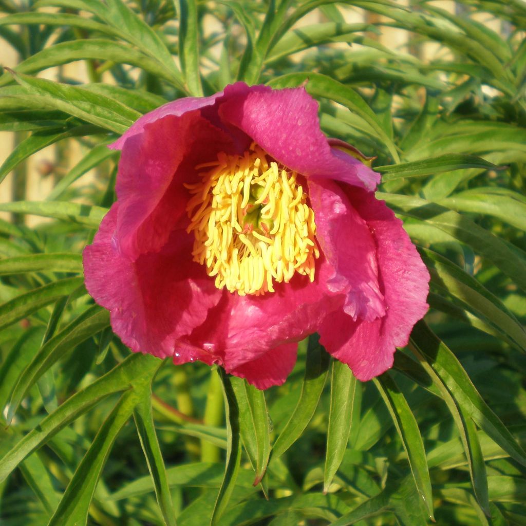 Paeonia anomala - Peonía siberiana