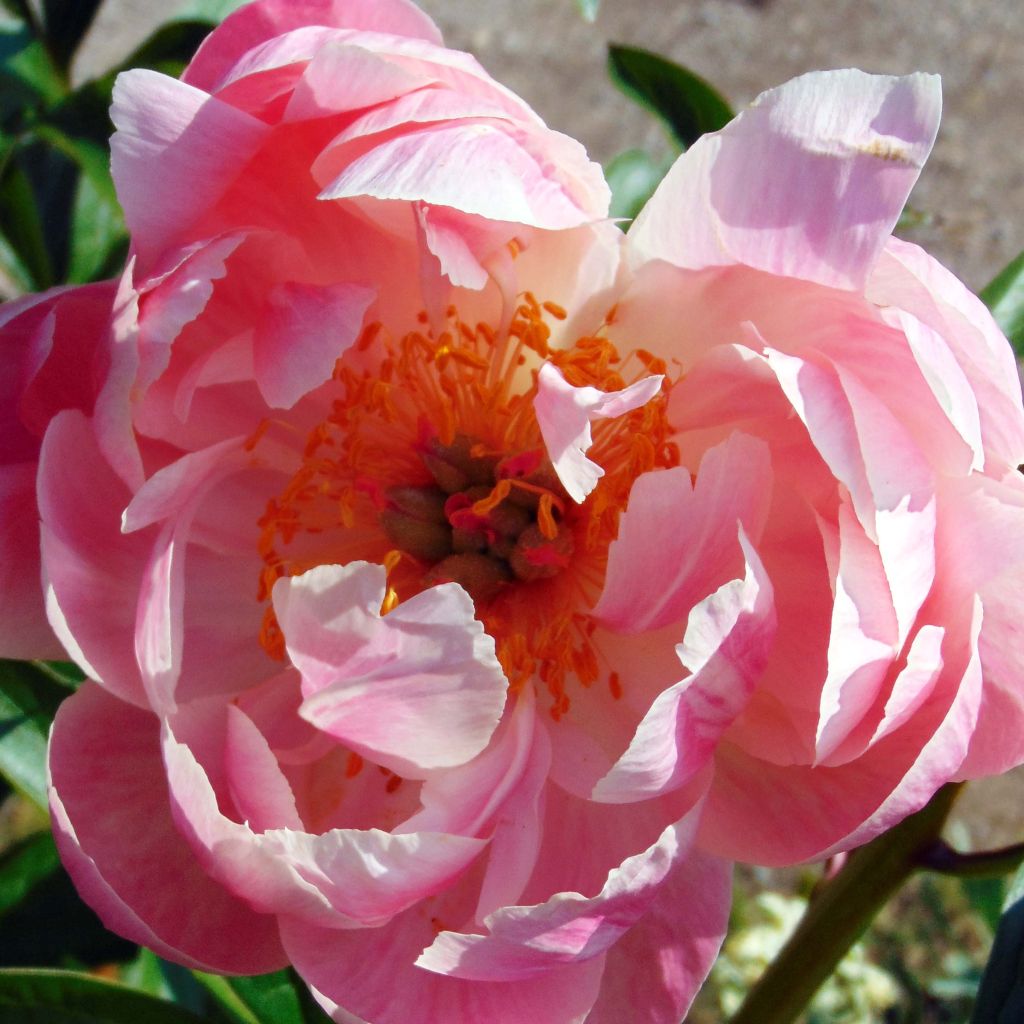 Peonia lactiflora Coral Charm