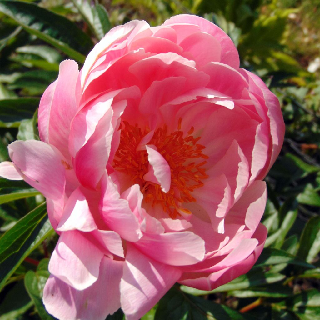 Peonia lactiflora Coral Charm