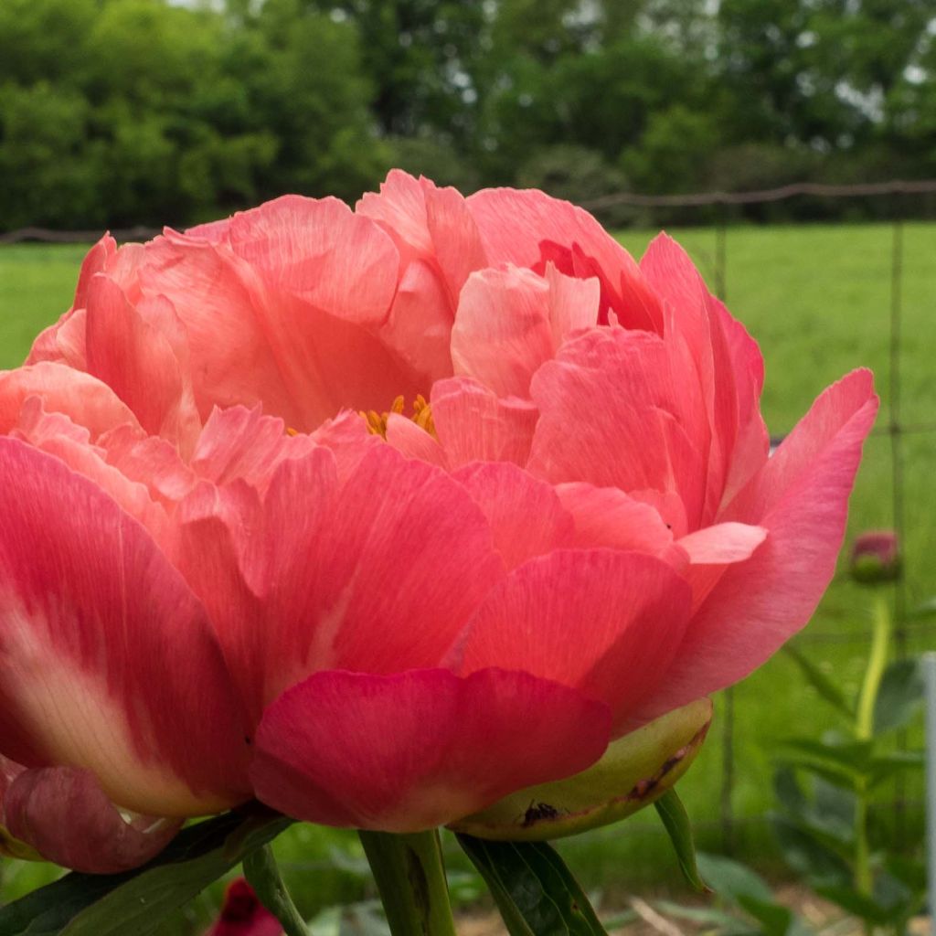 Peonia lactiflora Coral Charm