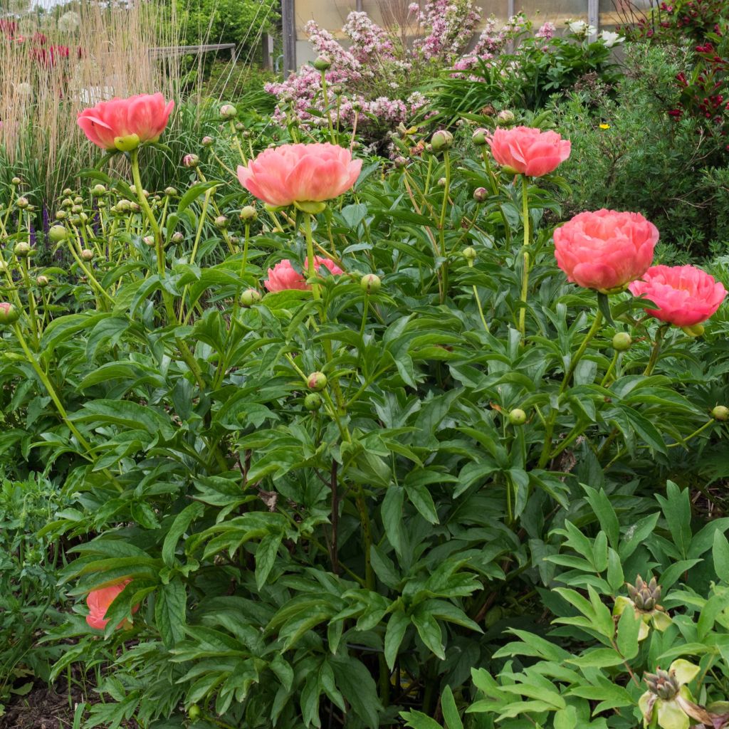 Peonia lactiflora Pink Hawaiian Coral