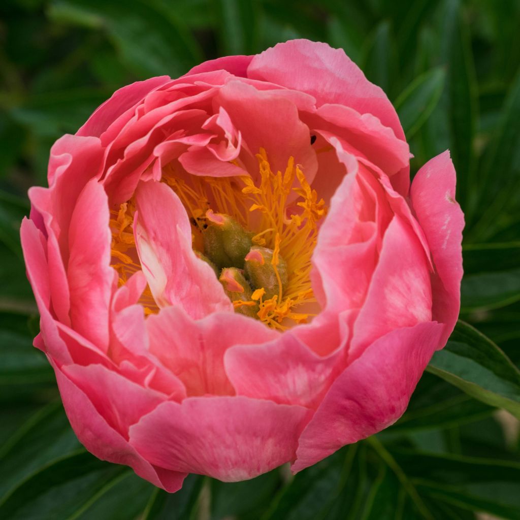 Peonia lactiflora Pink Hawaiian Coral