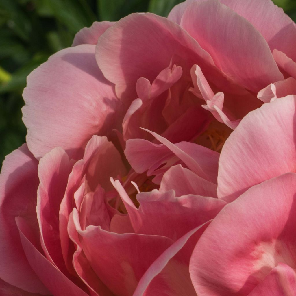 Peonia lactiflora Pink Hawaiian Coral