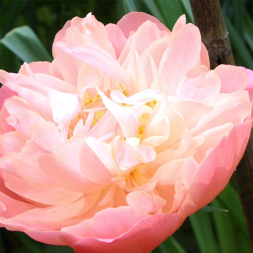 Peonia lactiflora Pink Hawaiian Coral