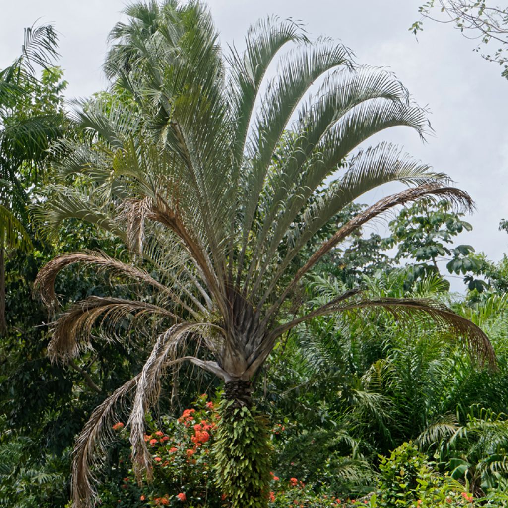Dypsis decaryi - Palmera triangular