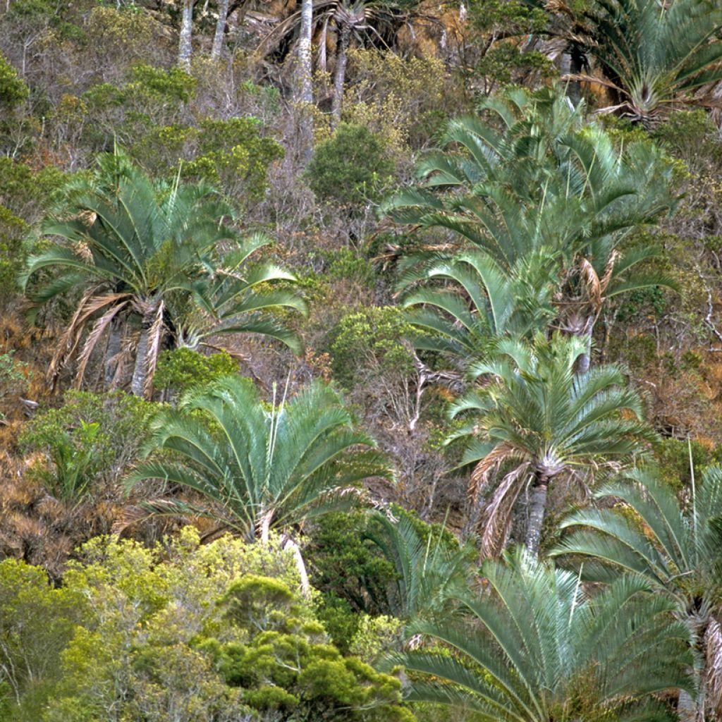 Dypsis decaryi - Palmera triangular
