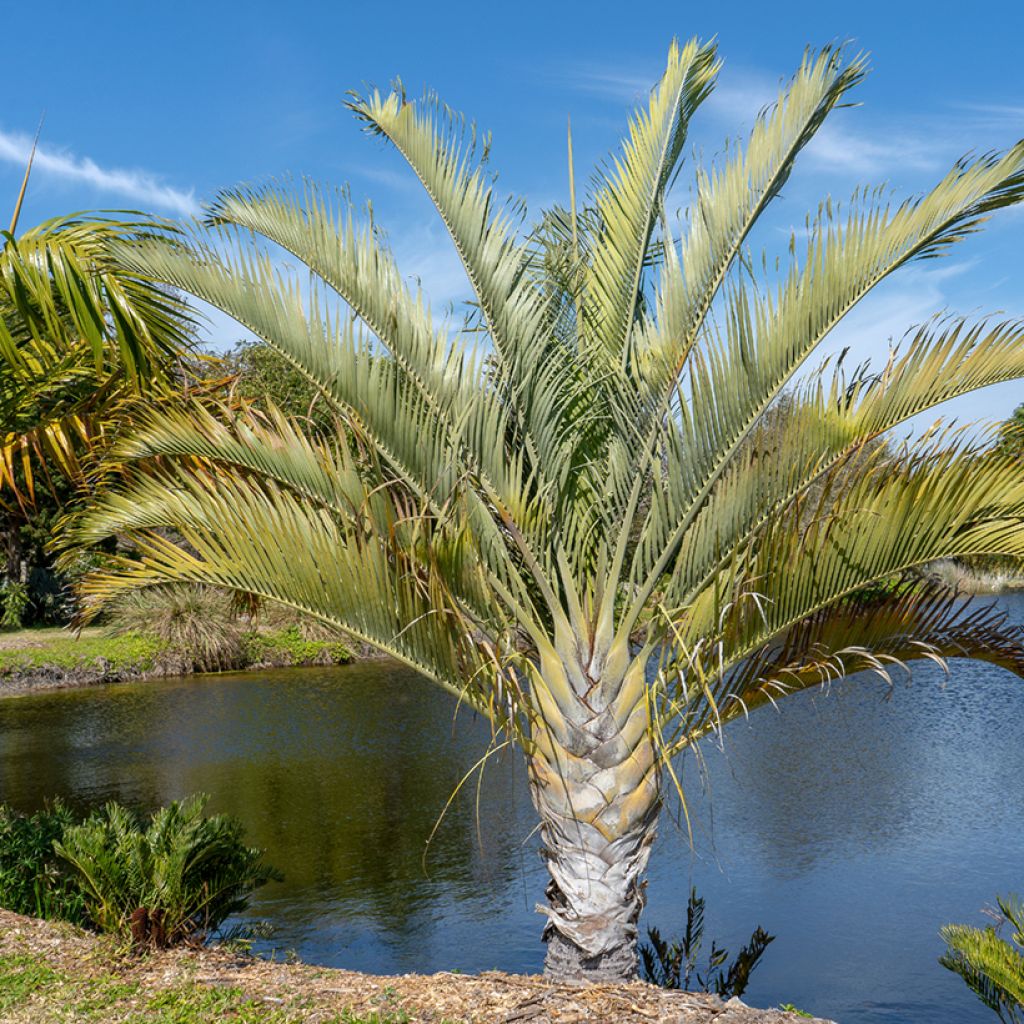 Dypsis decaryi - Palmera triangular