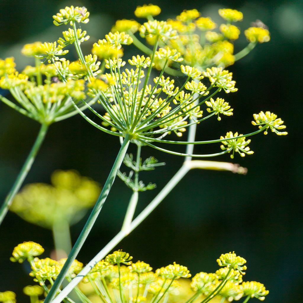 Chirivía - Pastinaca sativa subsp. sativa