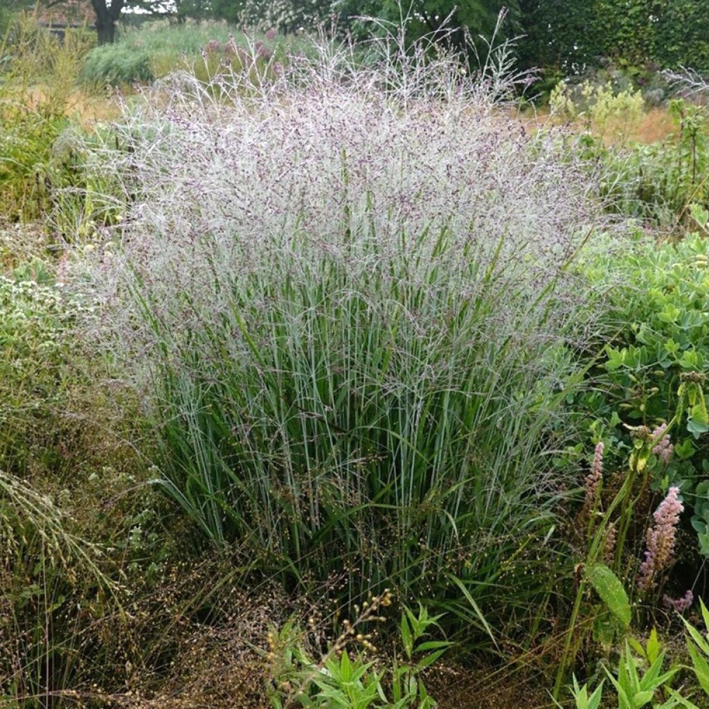 Panicum virgatum Purple Tears - Pasto varilla