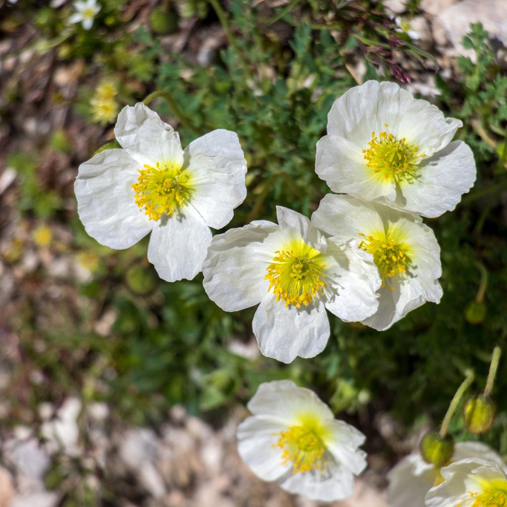 Papaver alpinum - Amopala