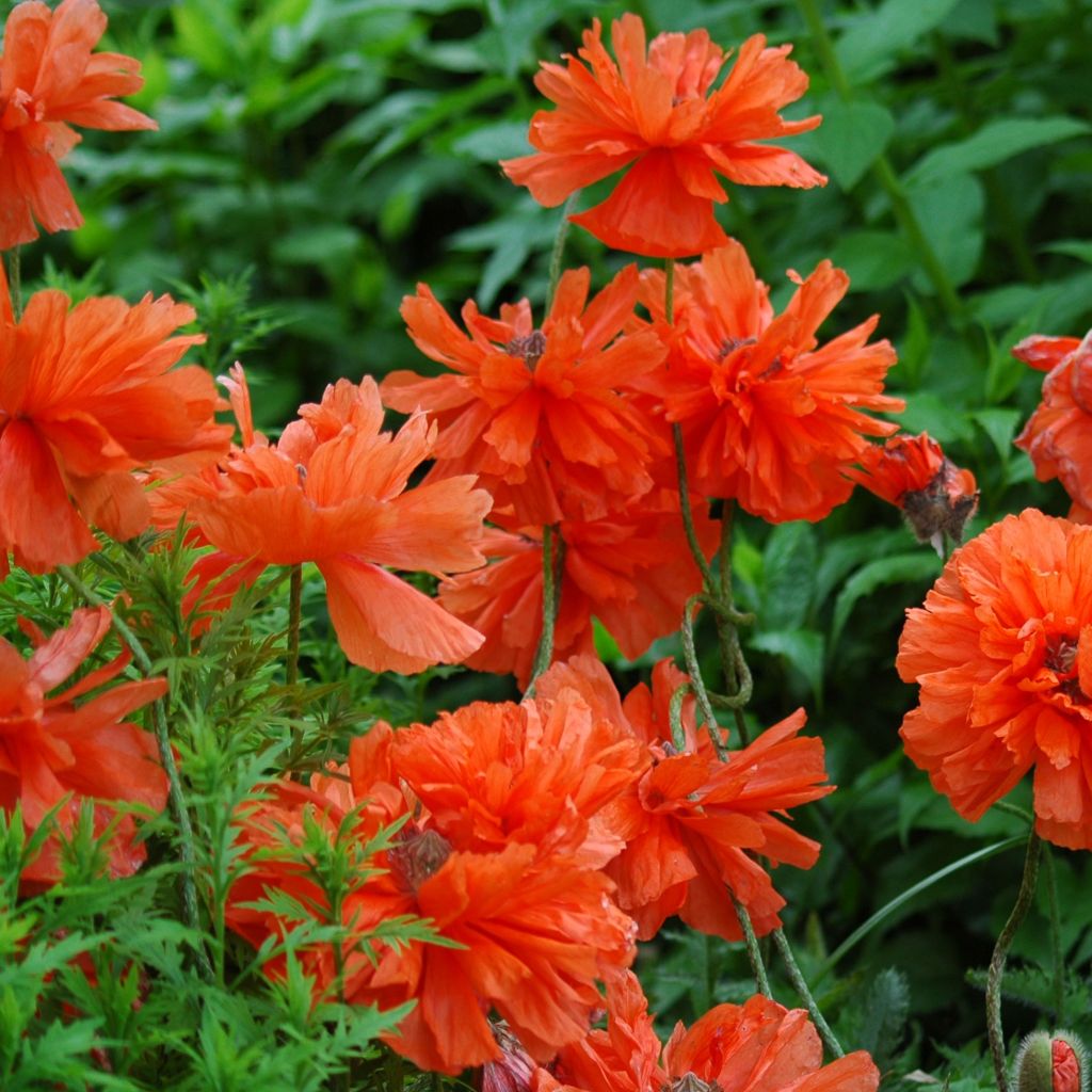 Amapola oriental May Queen - Papaver orientale