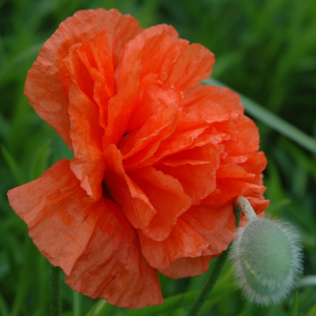 Amapola oriental May Queen - Papaver orientale
