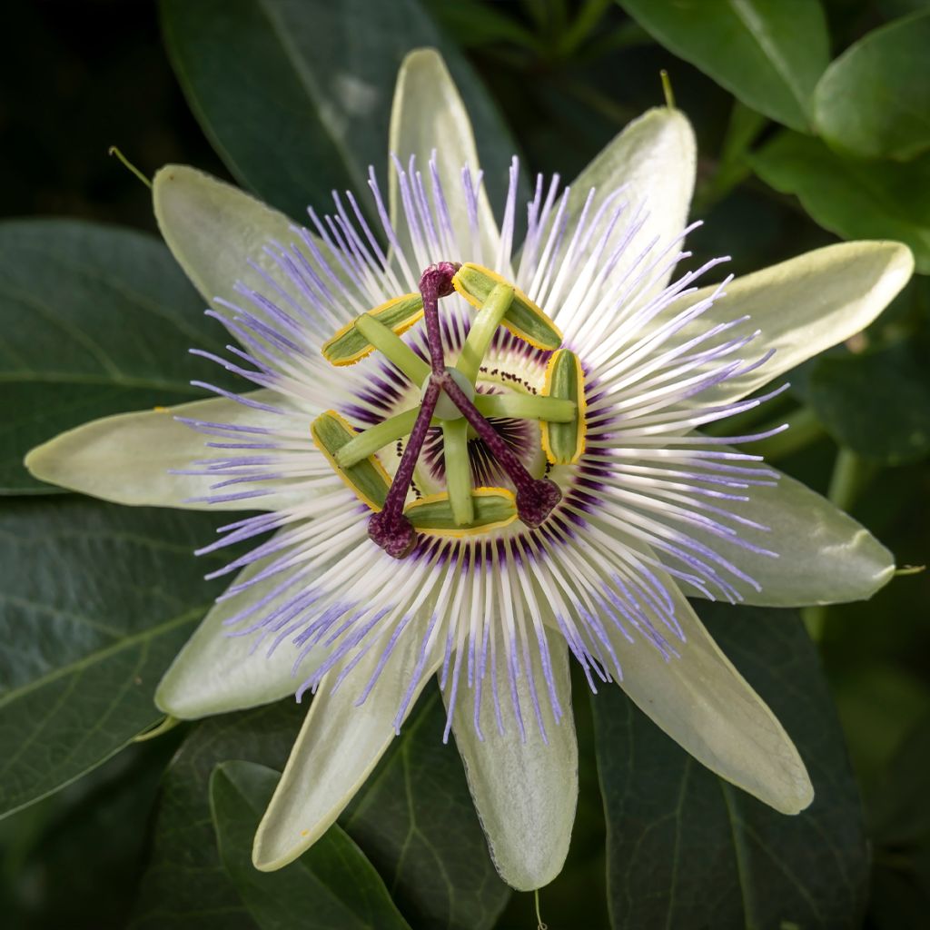 Passiflora caerulea Clear Sky - Flor de la pasión