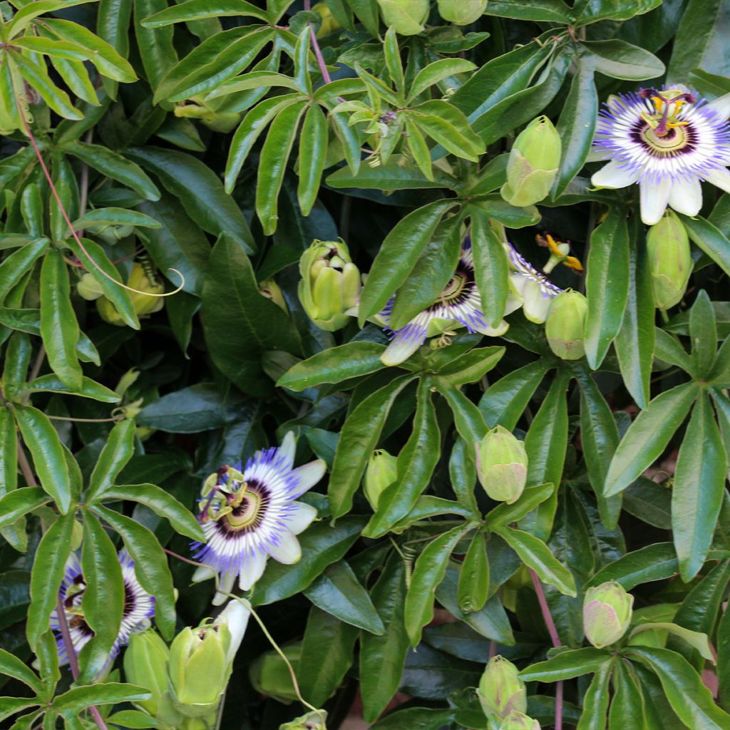 Passiflora caerulea Clear Sky - Flor de la pasión