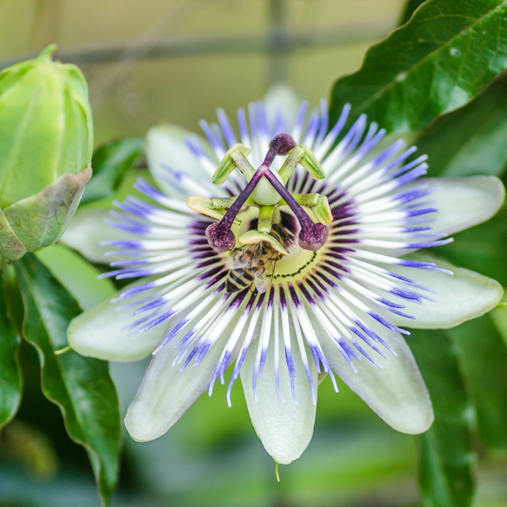 Passiflora caerulea Clear Sky - Flor de la pasión