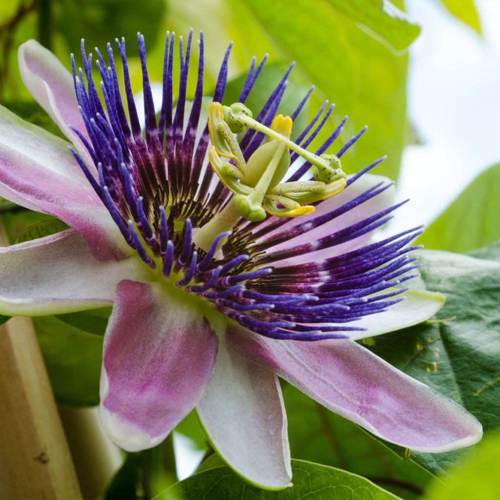 Passiflora Imperatrice Eugénie - Flor de la pasión