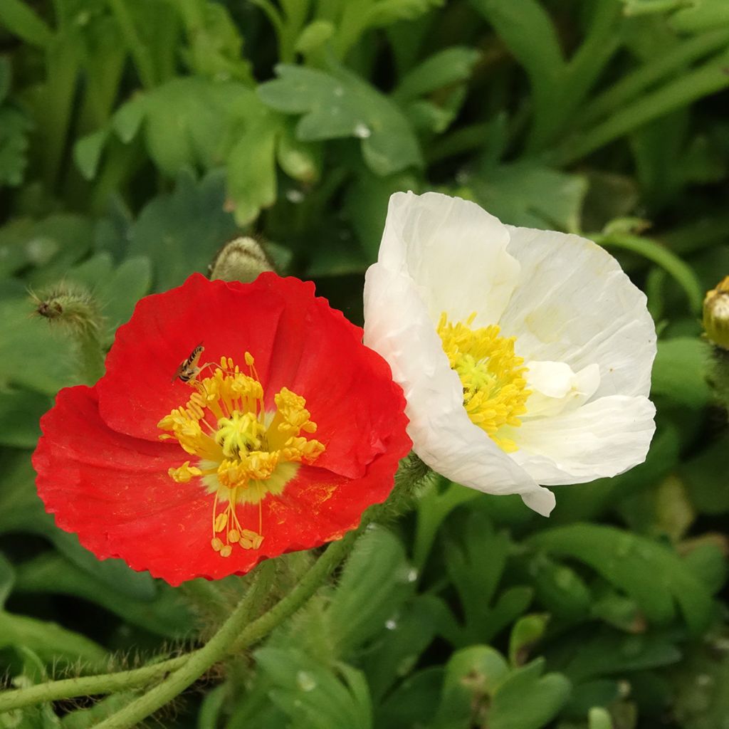 Amapola de Islandia Gartenzwerg - Papaver nudicaule