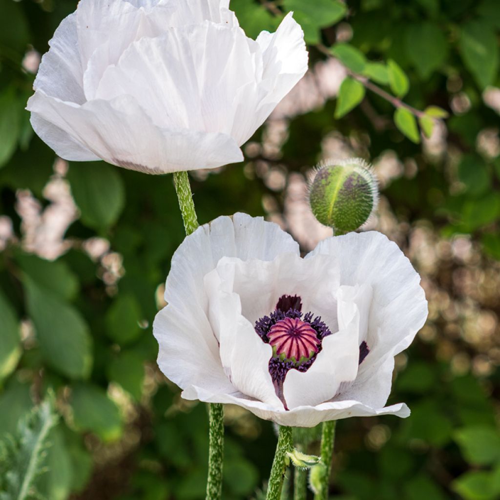 Amapola oriental Perry's White - Papaver orientale