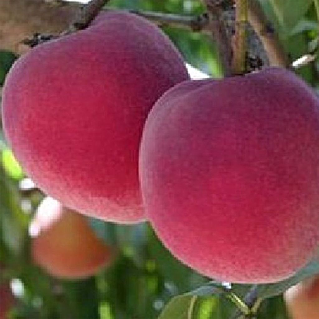 Melocotonero Reine des Vergers