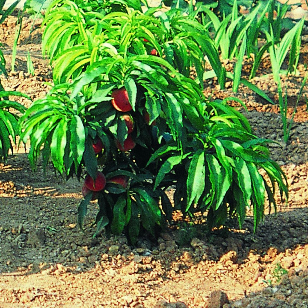 Melocotonero enano Bonanza