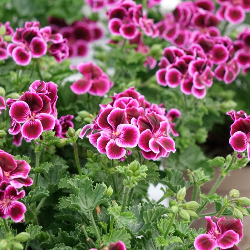 Geranio Mosquitaway Megan- Pelargonium