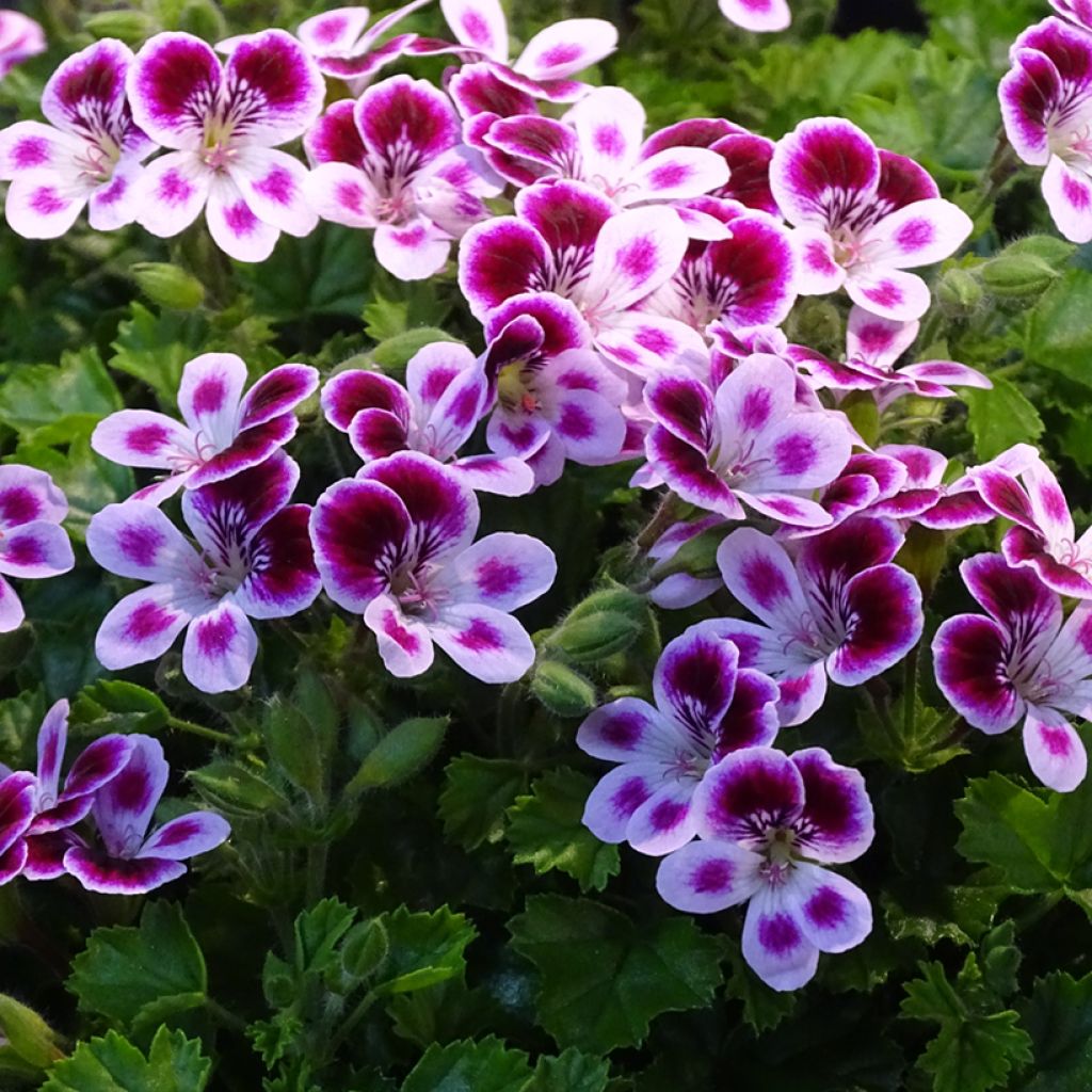 Geranio Mosquitaway Nova- Pelargonium