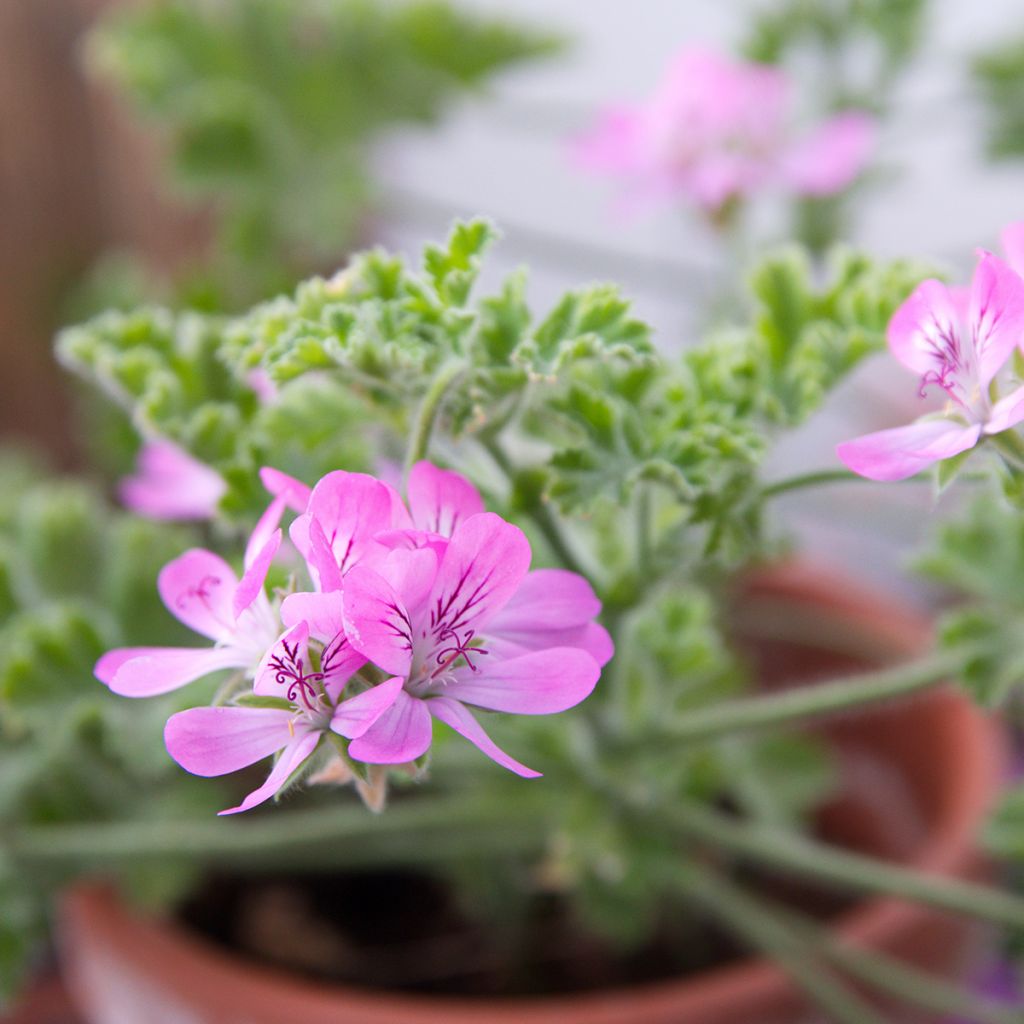 Geranio capitatum Pink Capricorn- Pelargonium