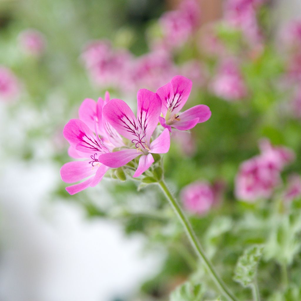 Geranio capitatum Pink Capricorn- Pelargonium