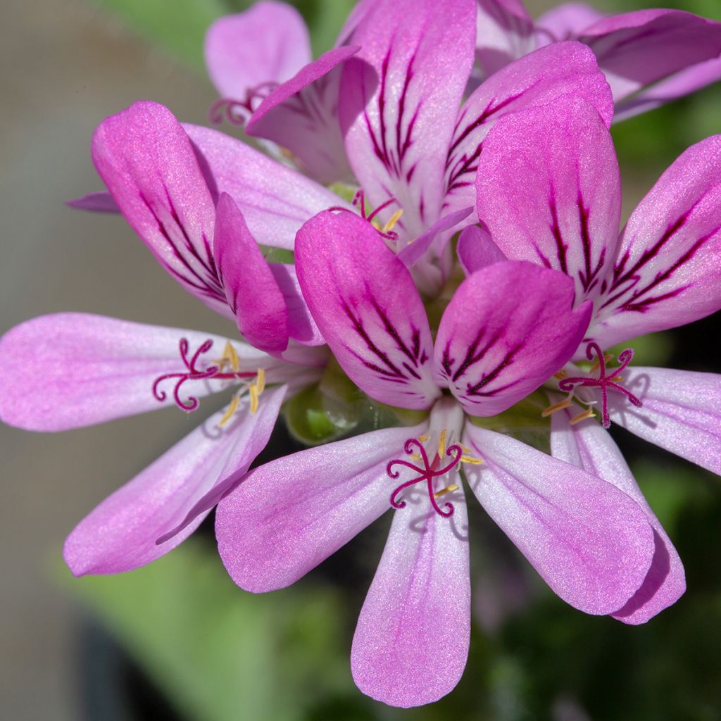 Geranio capitatum Pink Capricorn- Pelargonium