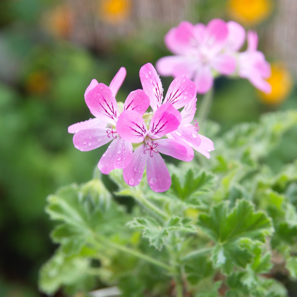 Geranio capitatum Pink Capricorn- Pelargonium