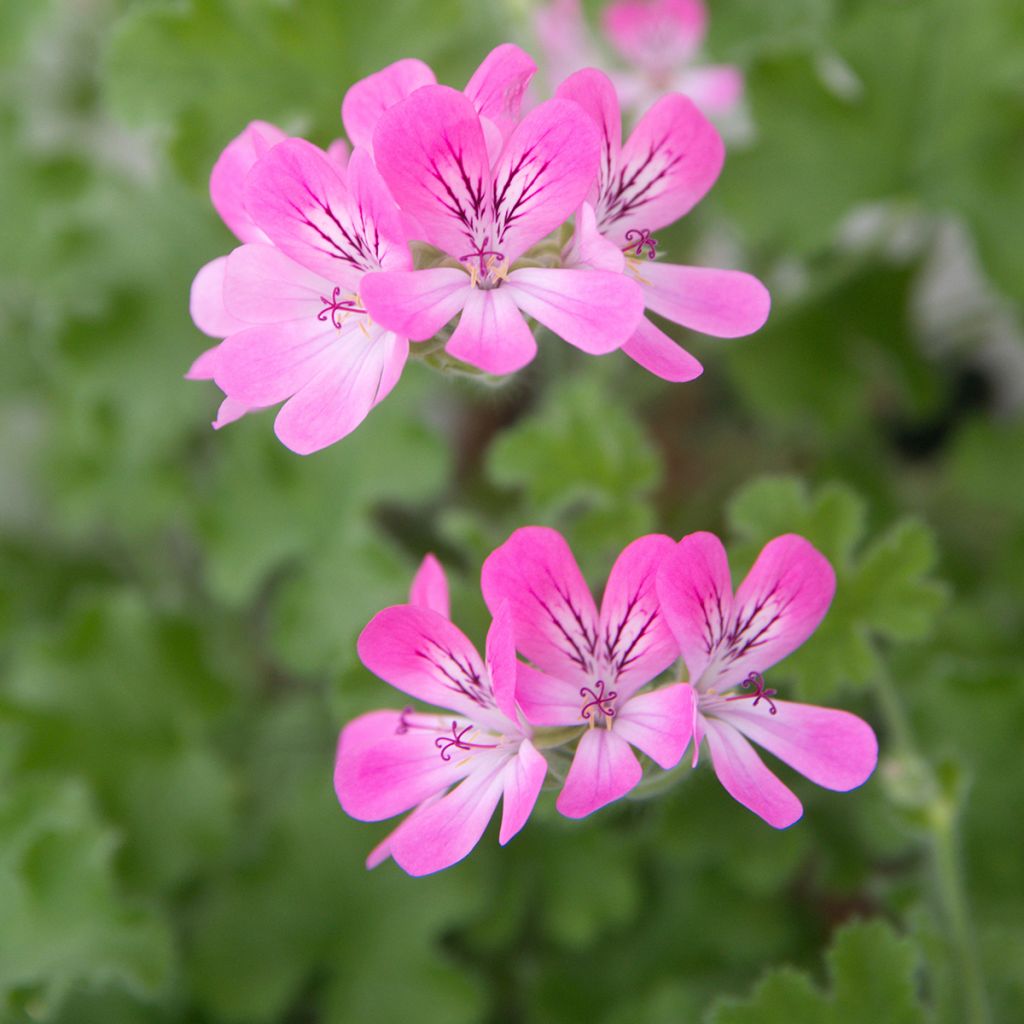 Geranio capitatum Pink Capricorn- Pelargonium