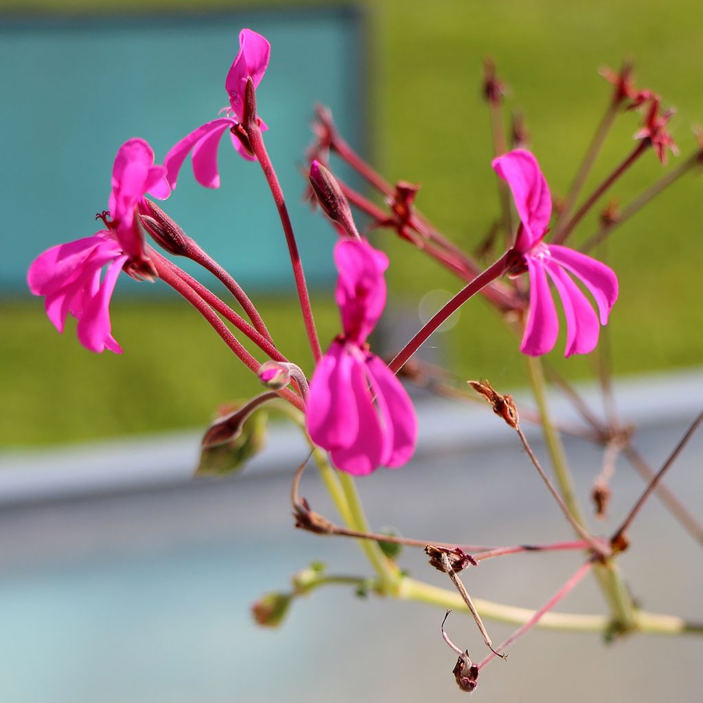 Geranio reniforme- Pelargonium
