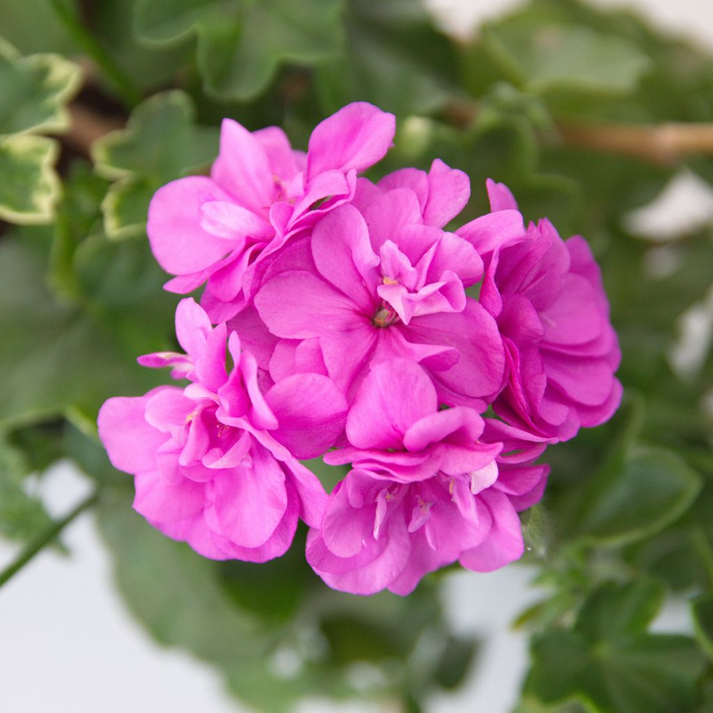 Geranio Amelit - Gitanilla