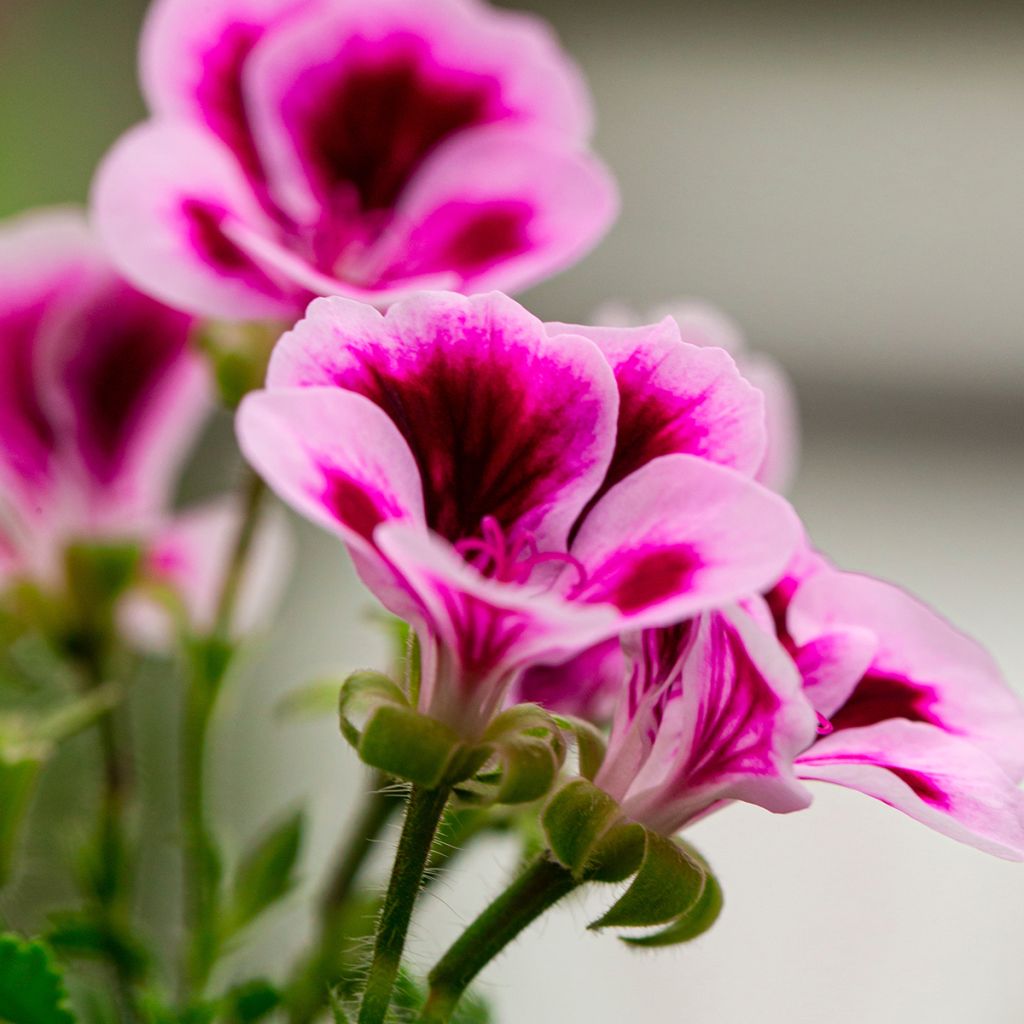 Geranio Angel Eyes Blueberry- Pelargonium