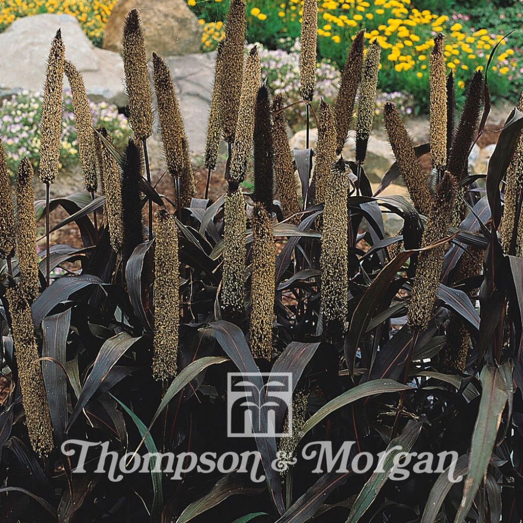 Pennisetum Glaucum Purple Majesty F1 Hybrid